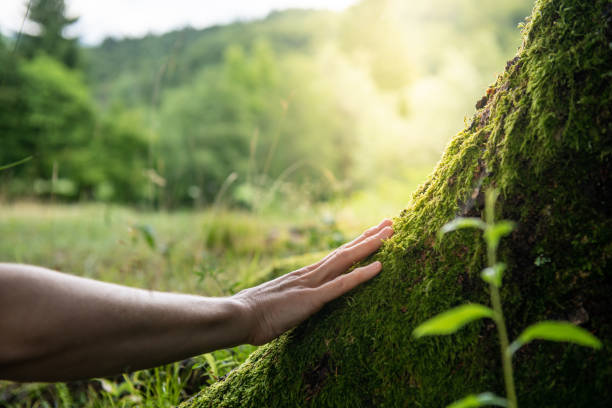 How Our Tree Care Process Works  in  Park Forest Village, PA